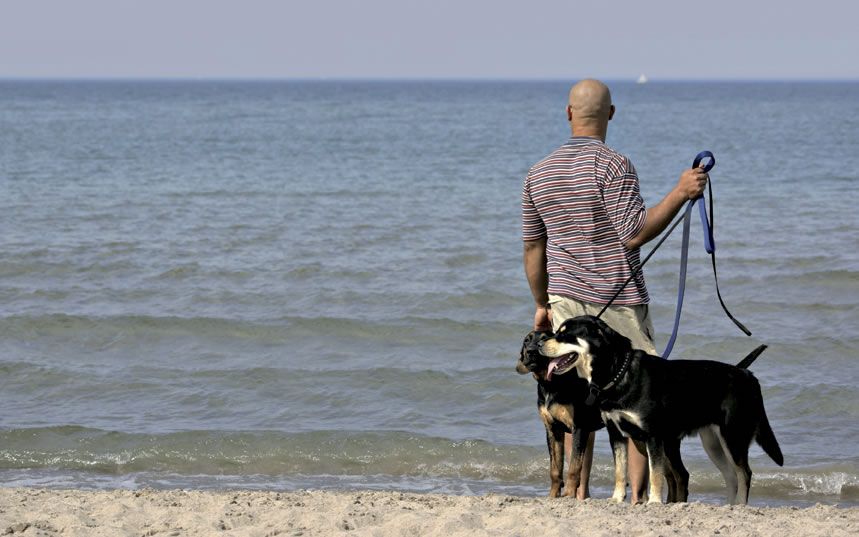 A happy, well-behaved dog stands patiently while his owner stares at the ocean.