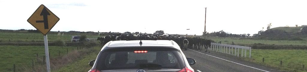 A Toyota Echo is stopped on SH2 toward Ōpōtiki because a herd of cattle is blocking the road.