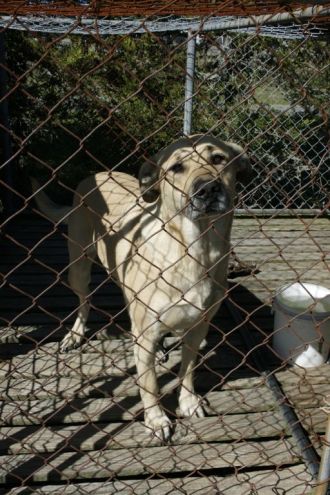 A captive dog behind a chain-link fence. She seems sad.