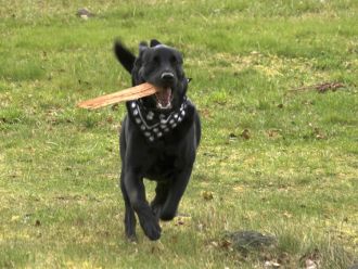 A happy dog runs at top speed with a fetched stick firmly in his jaws.