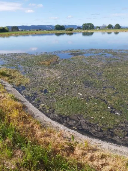 Edgecumbe oxidation ponds with an island of wet wipes floating on top