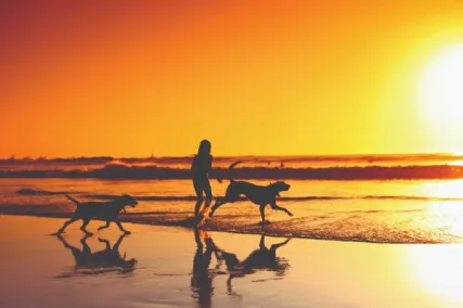 Dogs running on beach