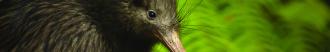Kiwi chick header