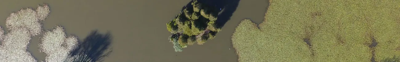 Aerial view of algae growing in a lake